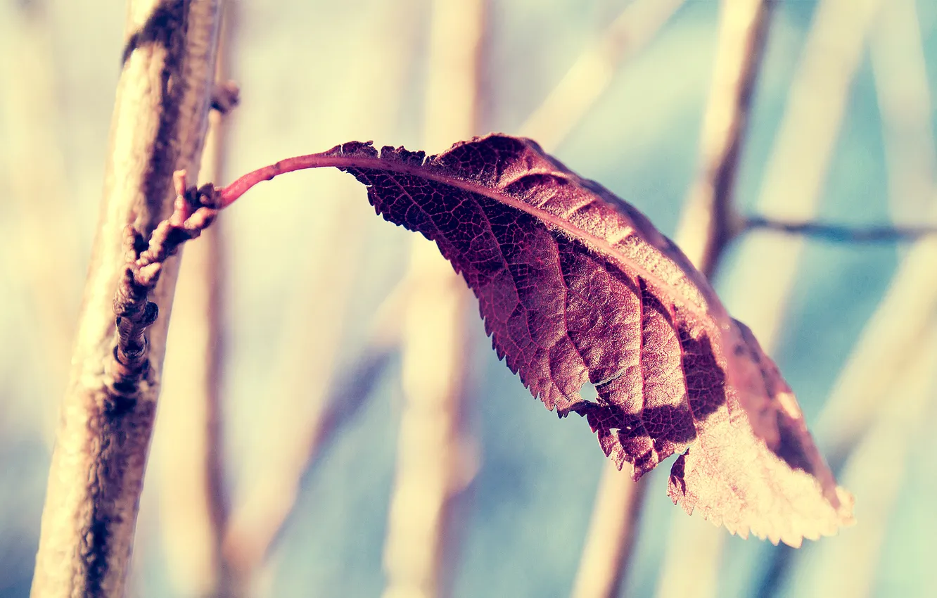 Photo wallpaper leaves, branches, Sunny, Dry
