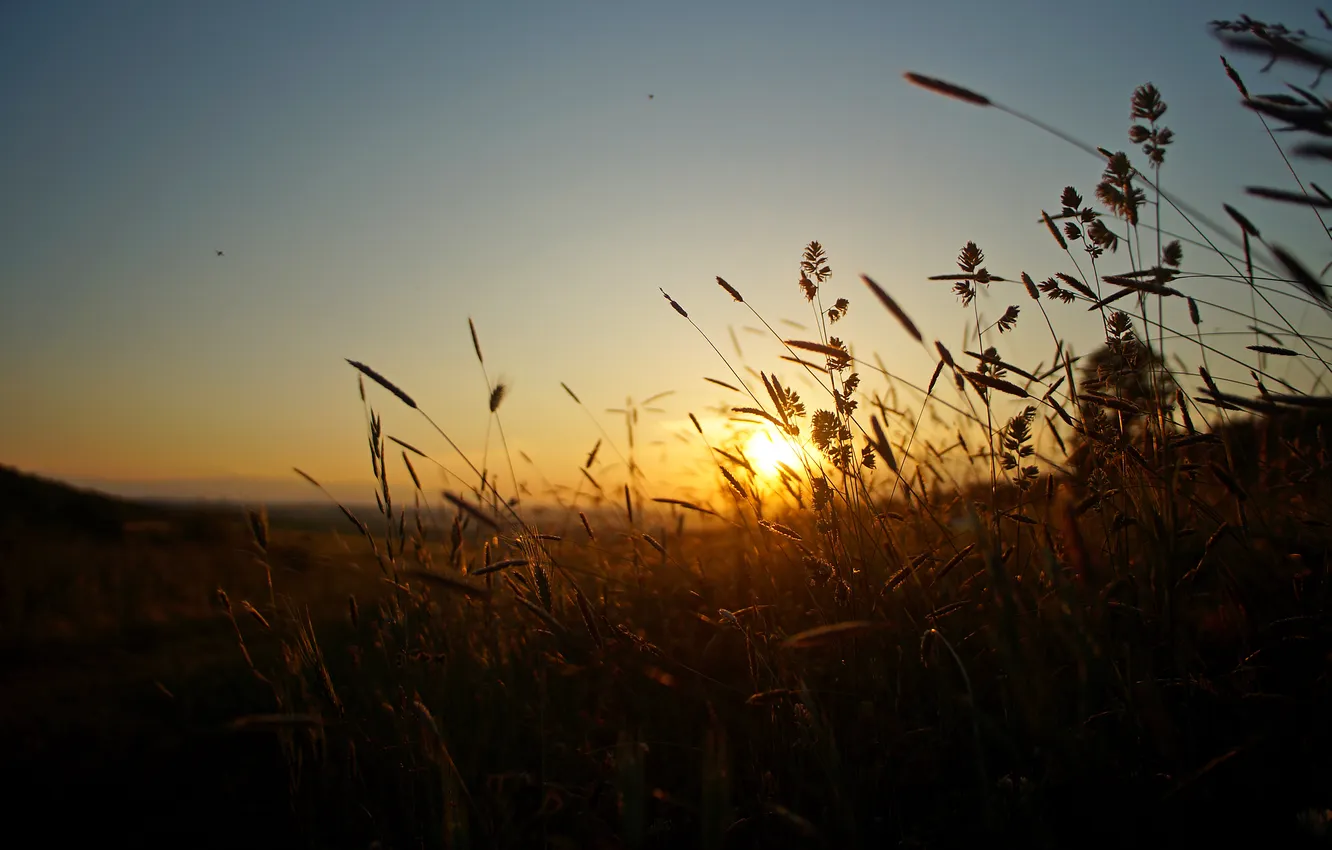 Photo wallpaper field, sunset, stem