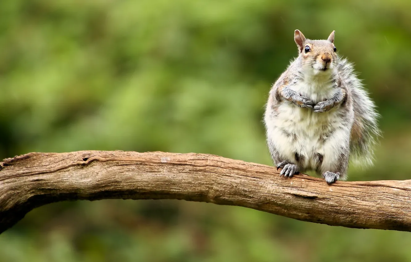 Photo wallpaper summer, nature, protein