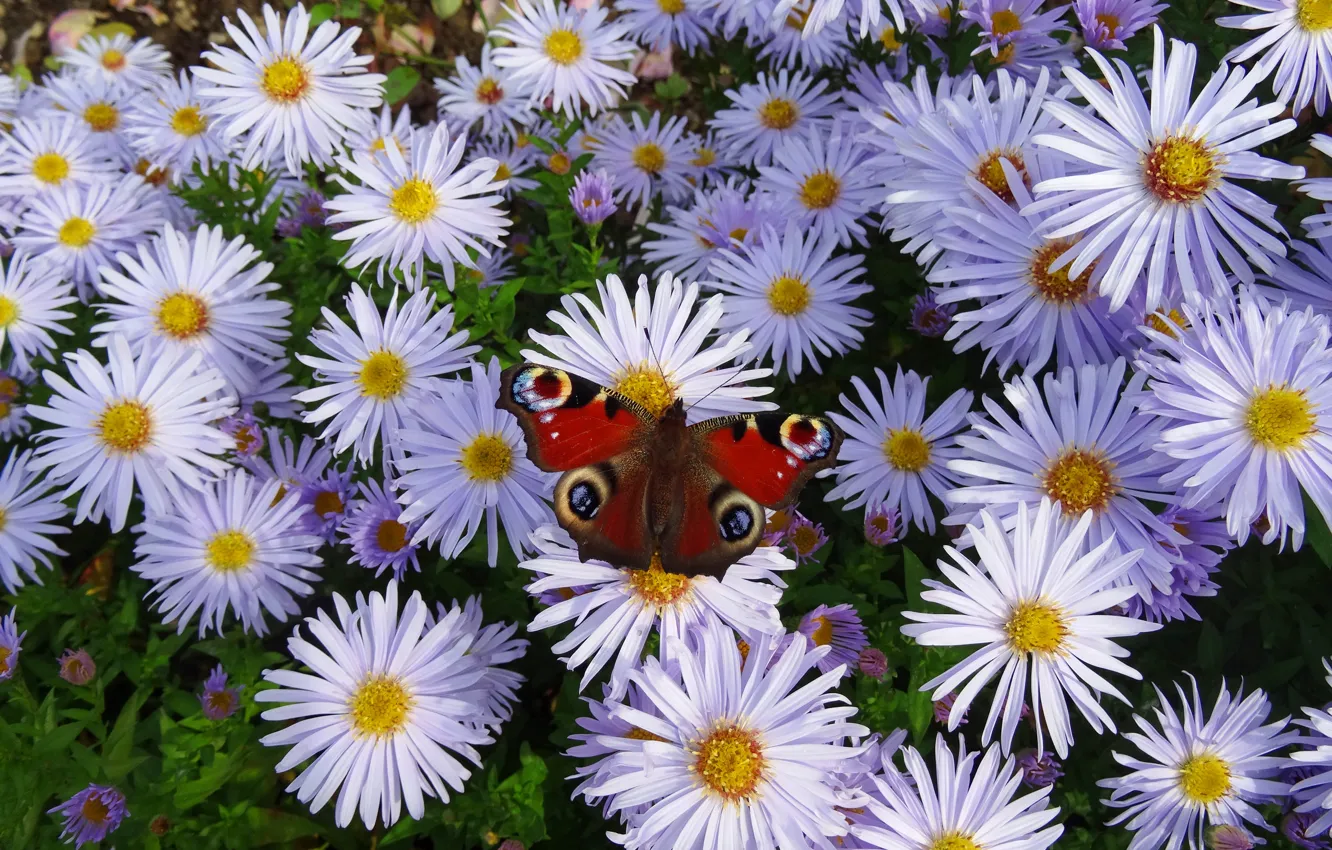 Photo wallpaper nature, butterfly, nature, butterfly, asters