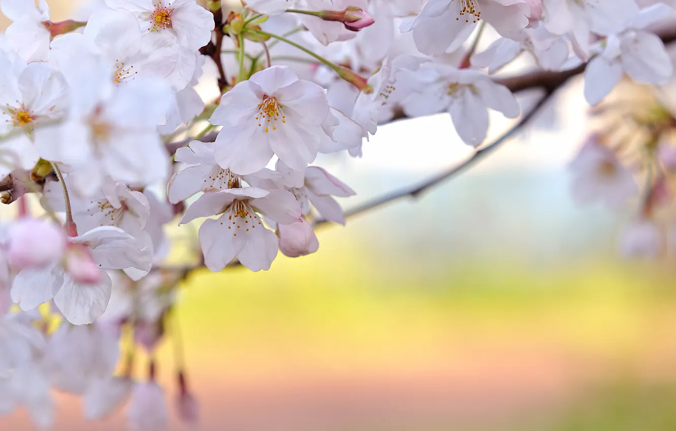 Photo wallpaper freshness, branches, cherry, spring, flowering, white petals