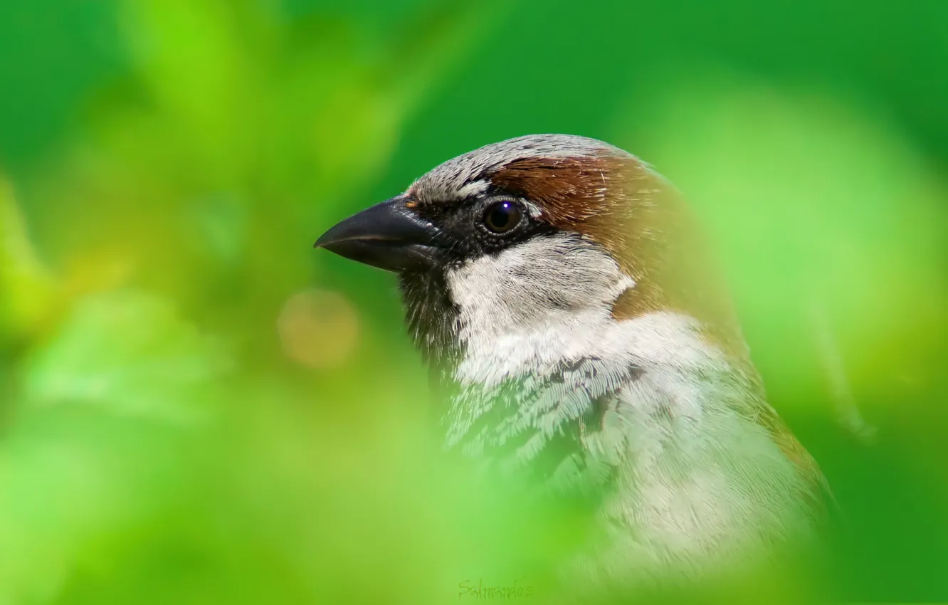 Photo wallpaper nature, bird, beak, house Sparrow