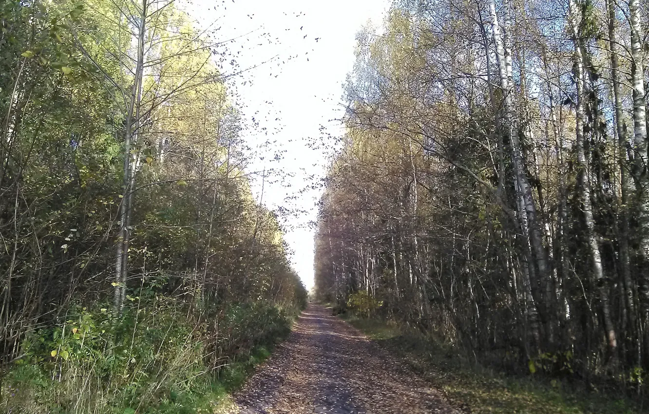 Photo wallpaper autumn, falling leaves, the road into the distance
