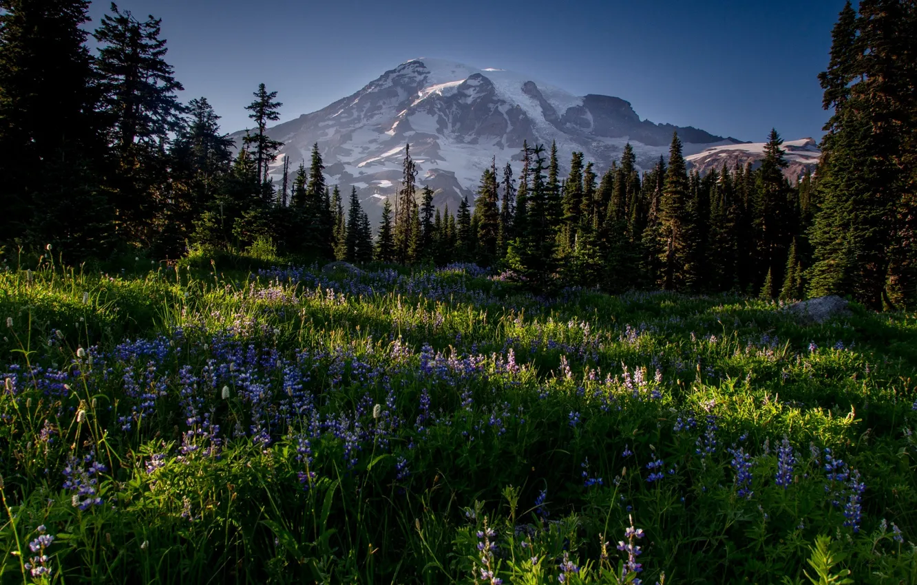 Photo wallpaper snow, flowers, mountains, plant, valley