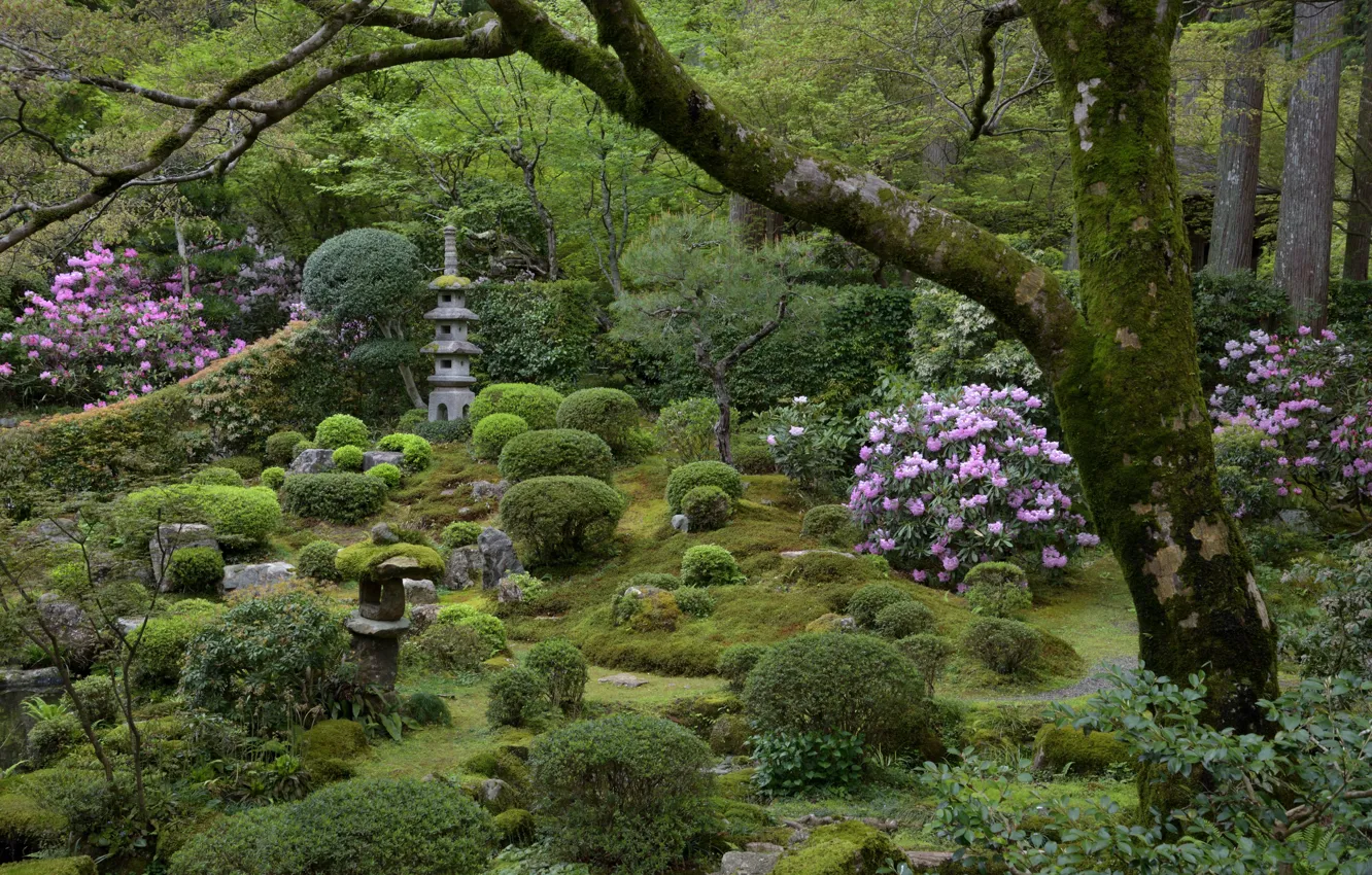 Photo wallpaper Flowers, Nature, Tree, Japan, Garden, Stones, The bushes, Moss
