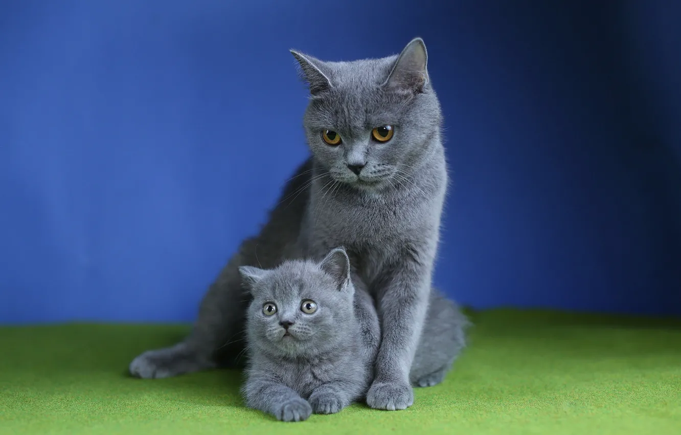 Photo wallpaper cat, grey, fur, kitty, mom, blue background, British