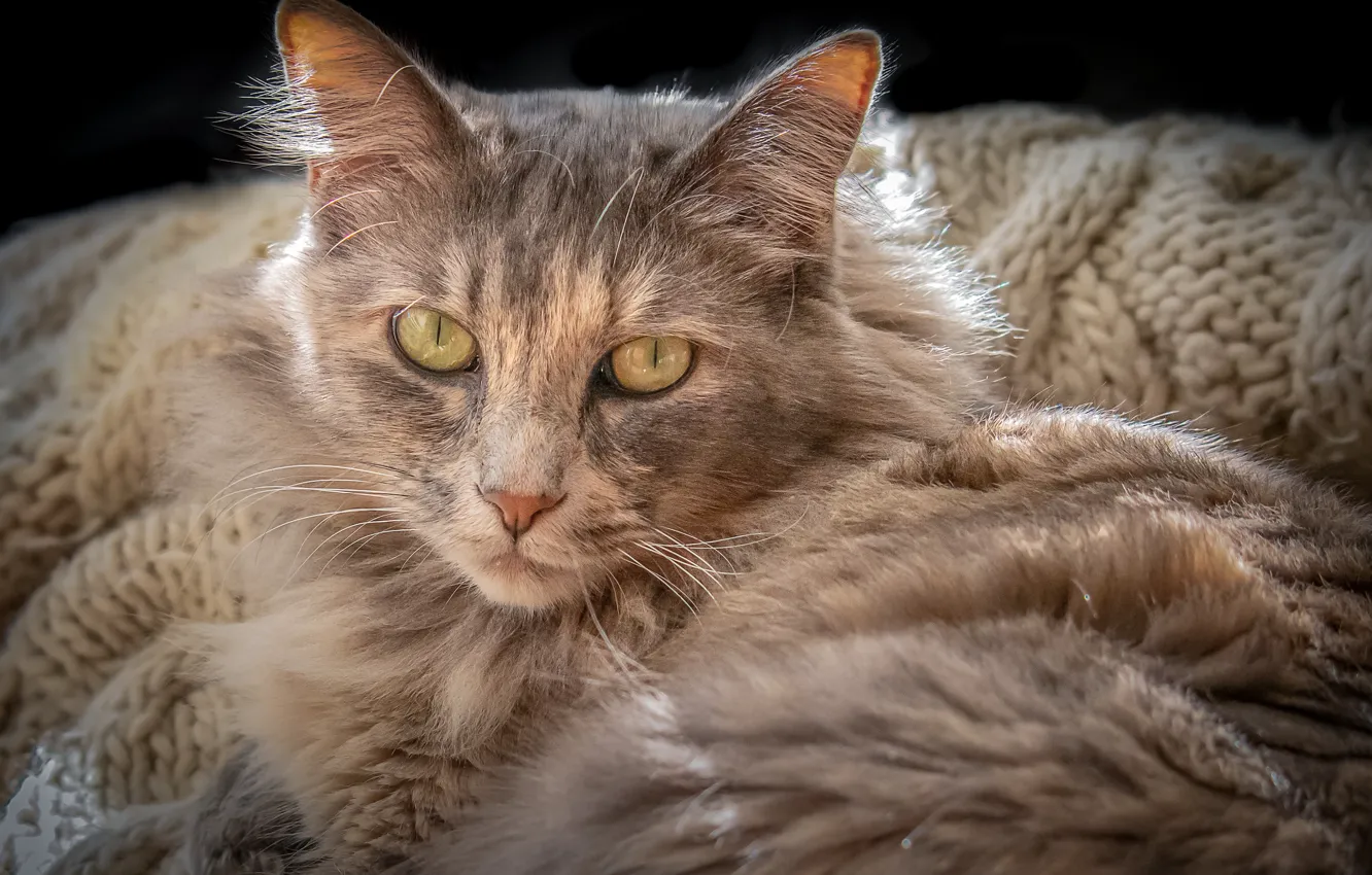 Photo wallpaper eyes, cat, wool