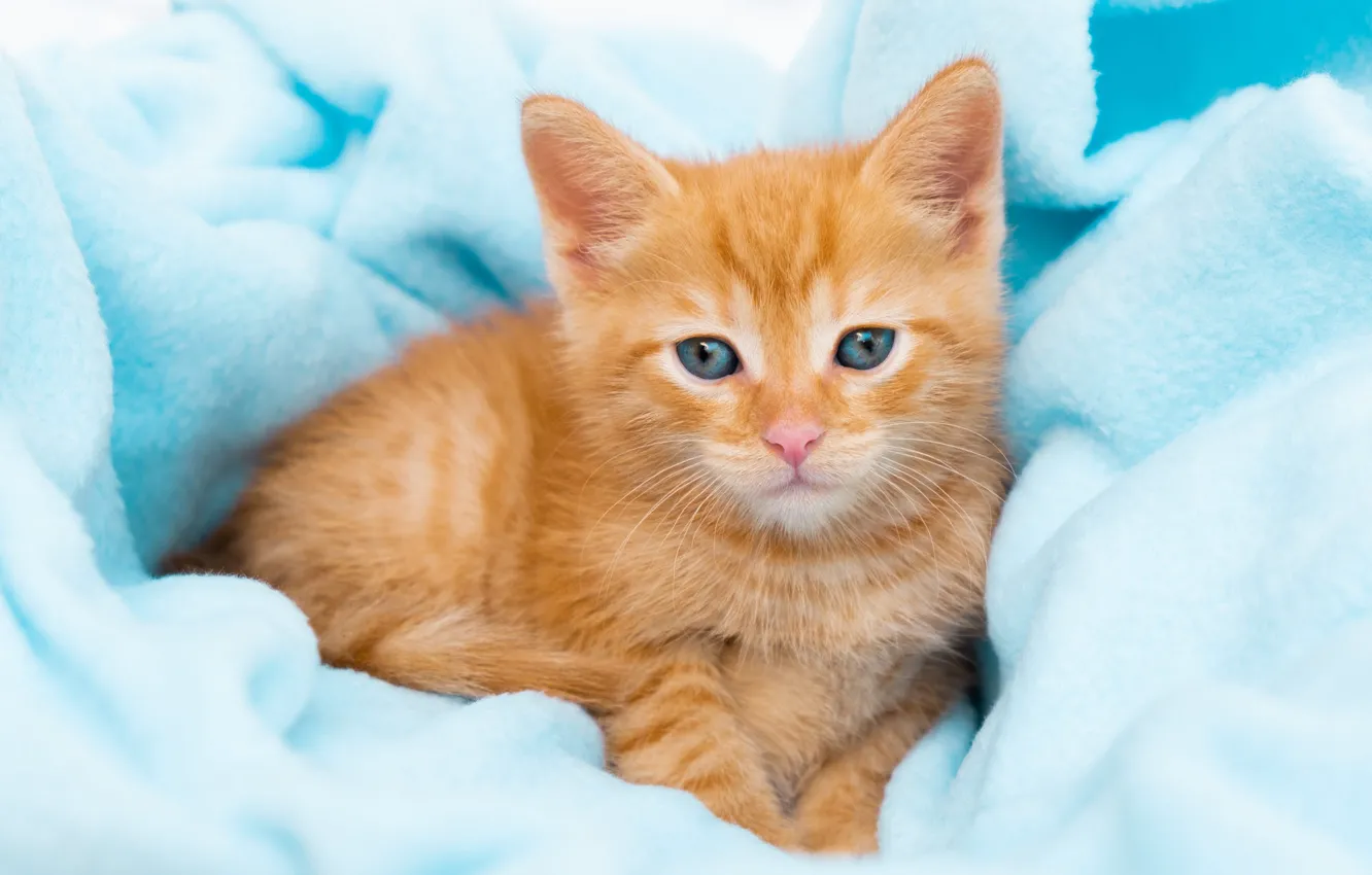 Photo wallpaper cat, portrait, baby, muzzle, lies, red, plaid, kitty