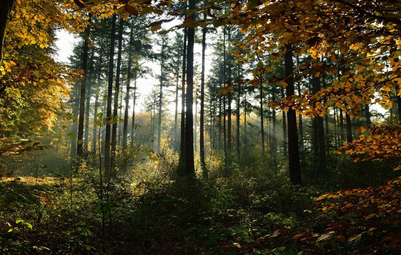 Photo wallpaper autumn, forest, the sun, rays, light, trees, branches, thickets