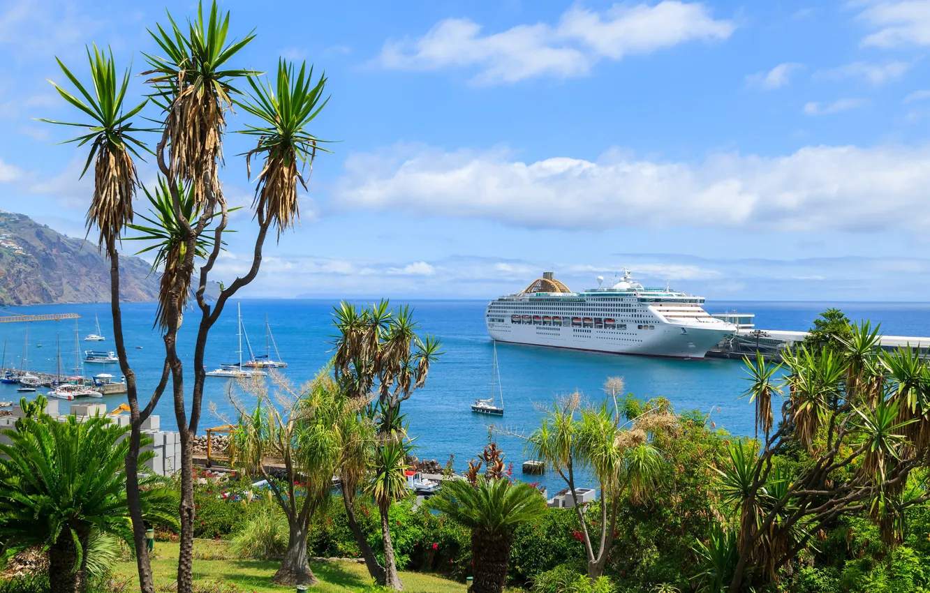 Photo wallpaper sea, palm trees, island, liner, Madeira