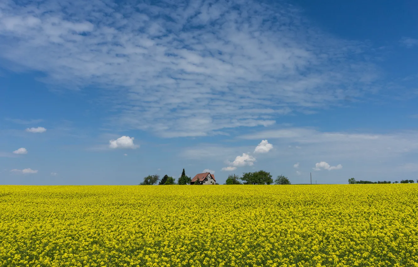 Photo wallpaper field, clouds, flowers, yellow, village, meadow, space, house