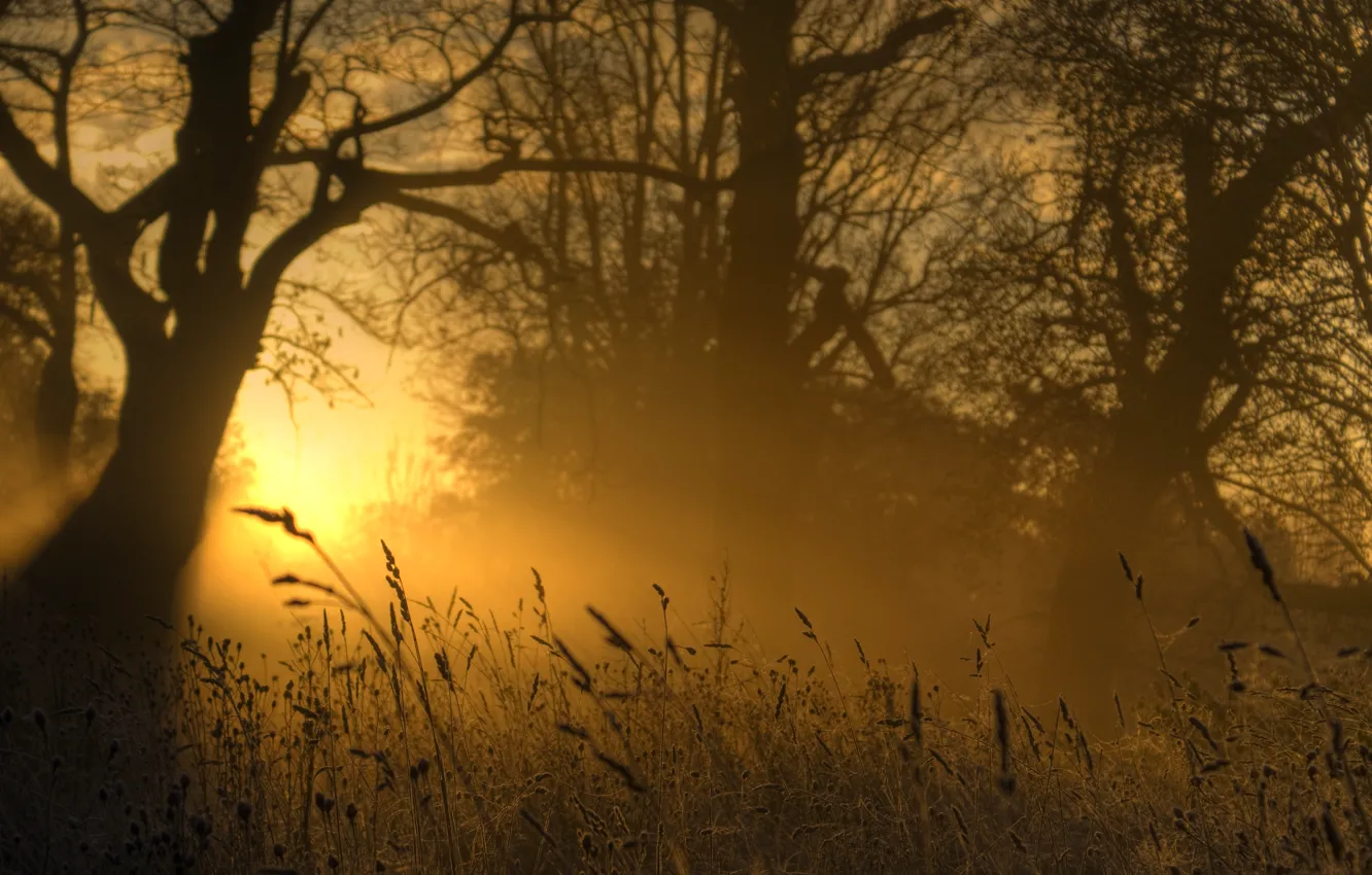 Photo wallpaper grass, light, nature, the evening, gold