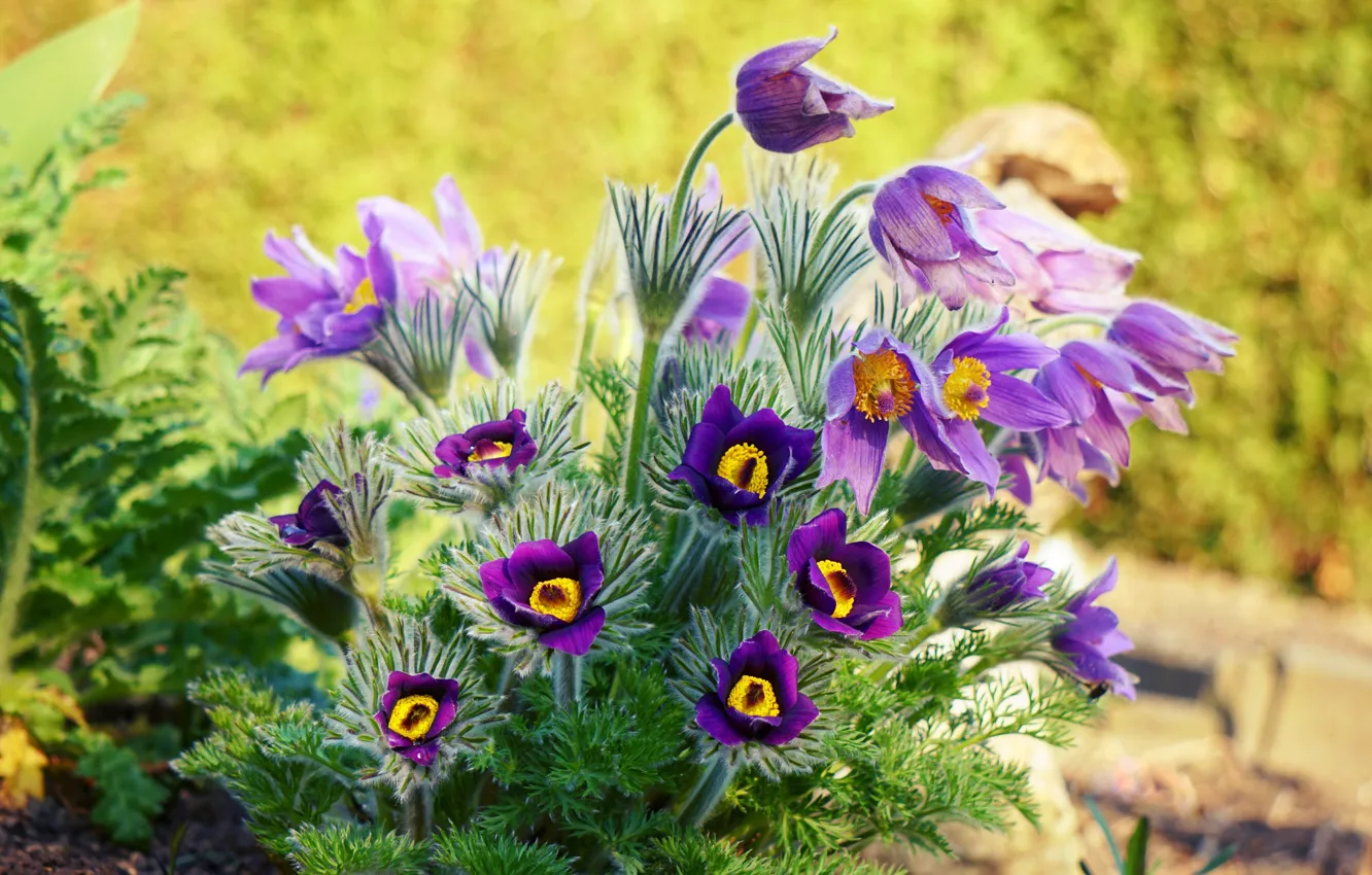 Photo wallpaper light, flowers, spring, garden, purple, flowerbed, lilac, cross
