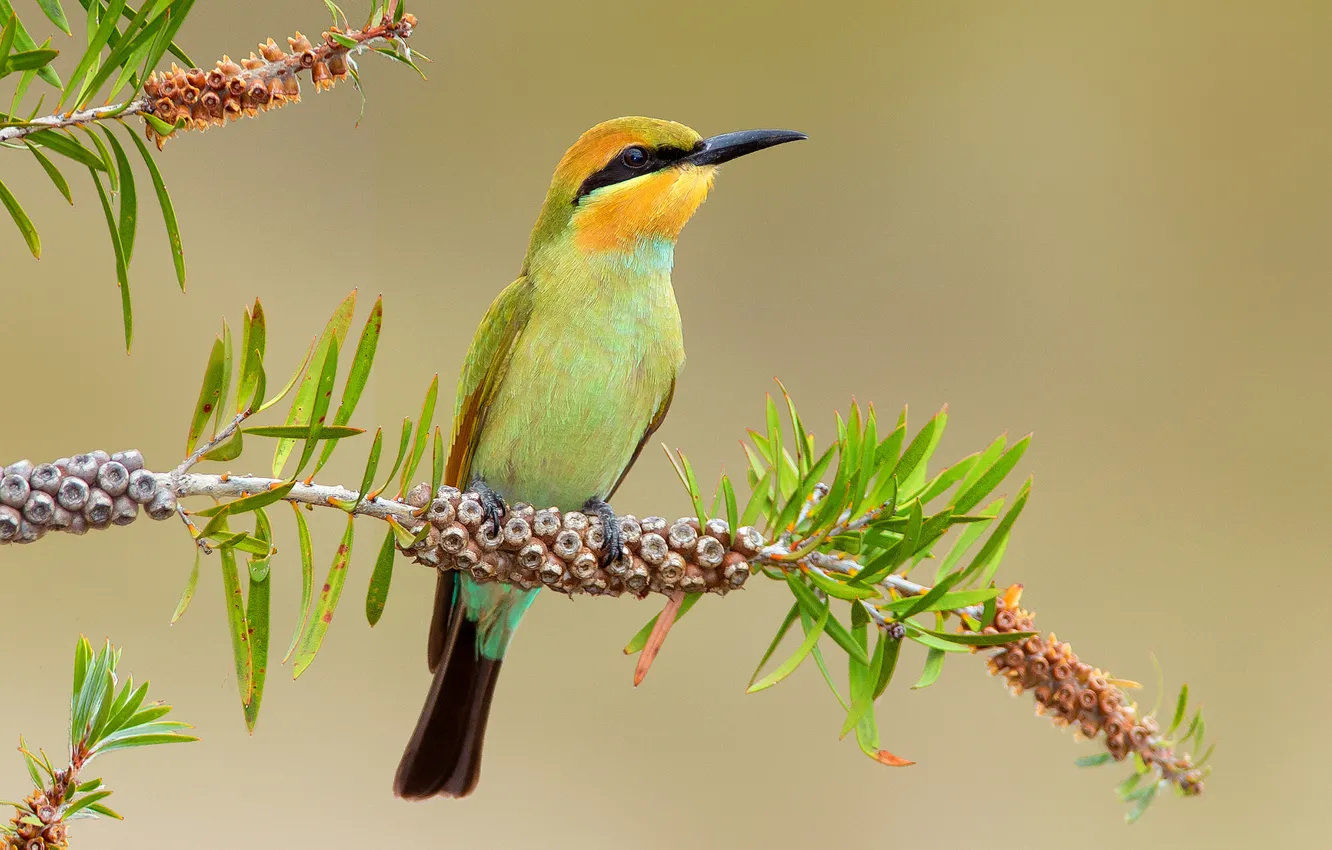 Photo wallpaper branches, bird, peeled, schurka