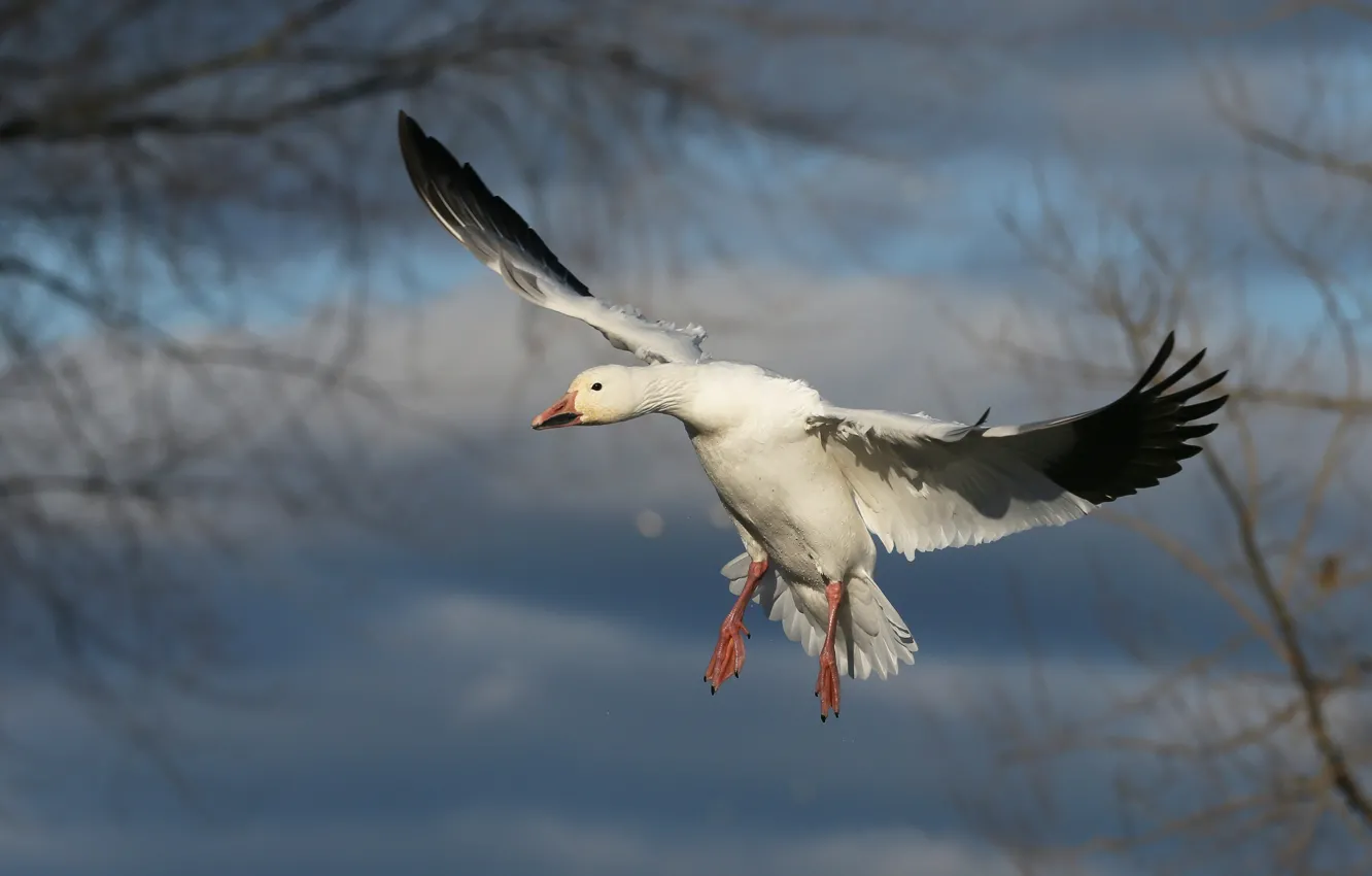 Photo wallpaper white, flight, branches, nature, bird, wings, blue background, geese