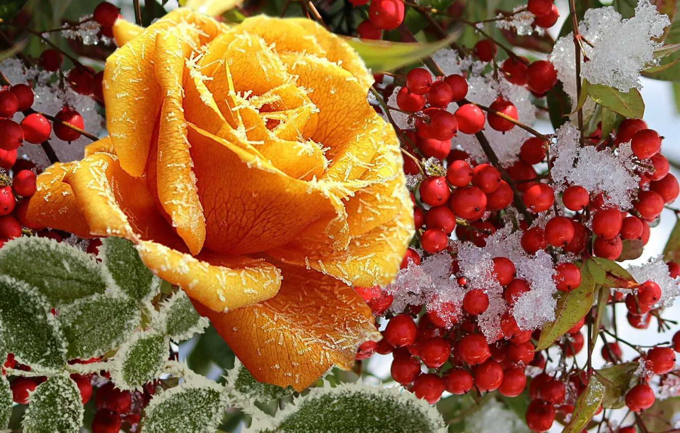Photo wallpaper winter, frost, snow, yellow, berries, roses