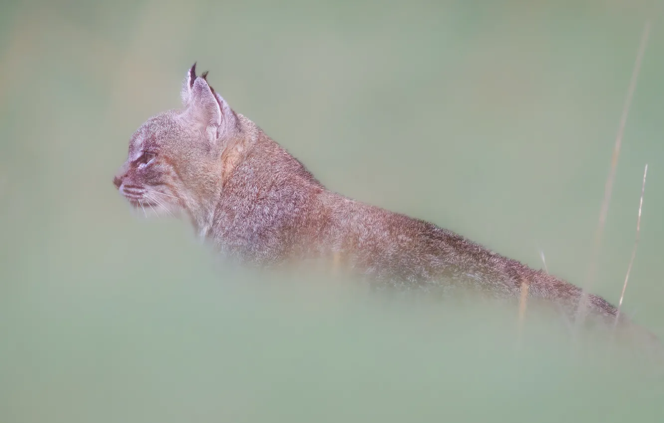 Photo wallpaper nature, background, haze, profile, lynx, wild cat