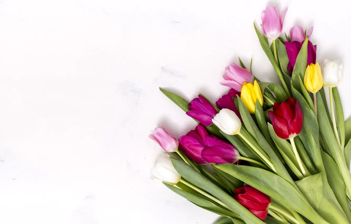 Photo wallpaper flowers, colorful, tulips, pink, pink, flowers, tulips, spring