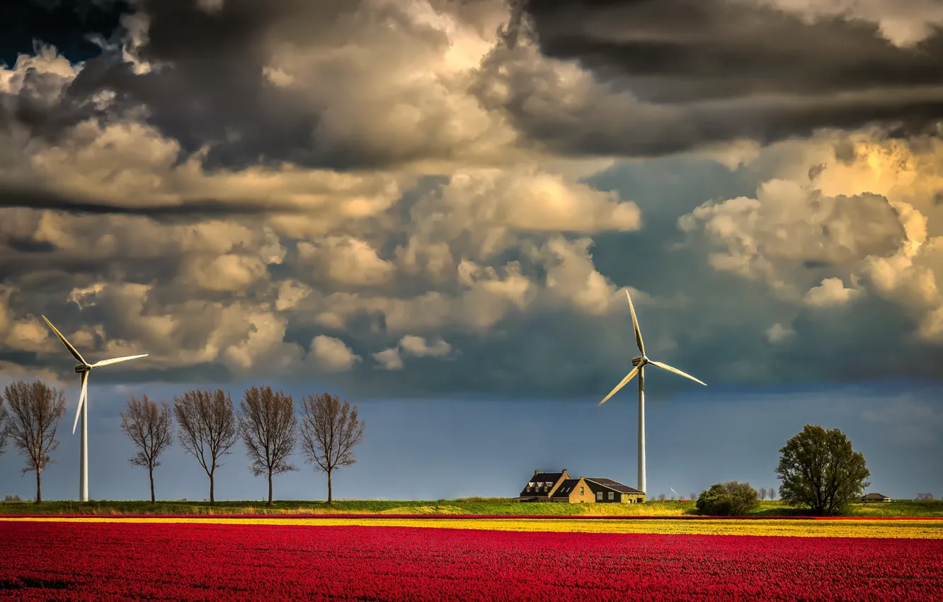 Photo wallpaper field, the evening, windmills
