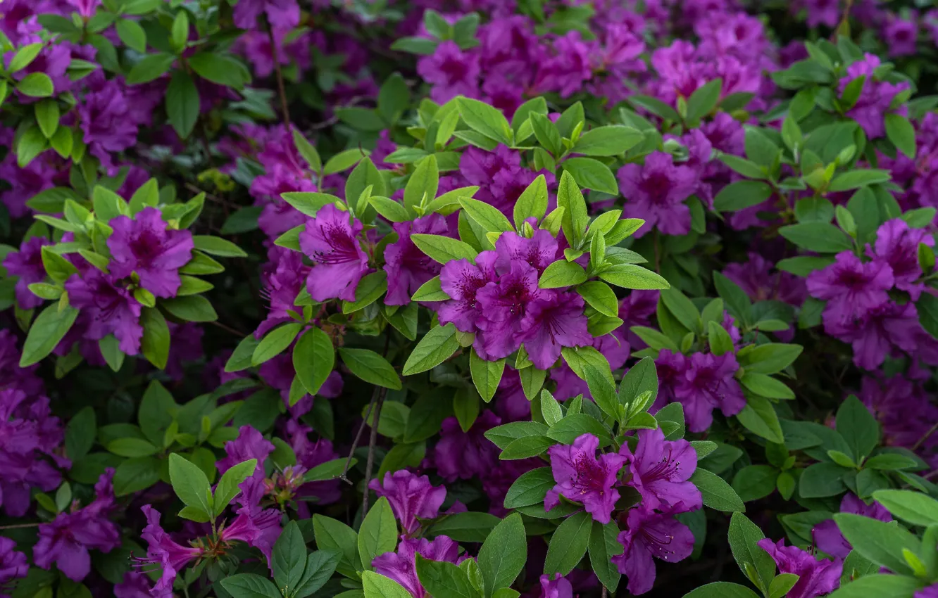 Photo wallpaper purple, leaves, flowers, spring, flowering, the bushes, a lot, lilac