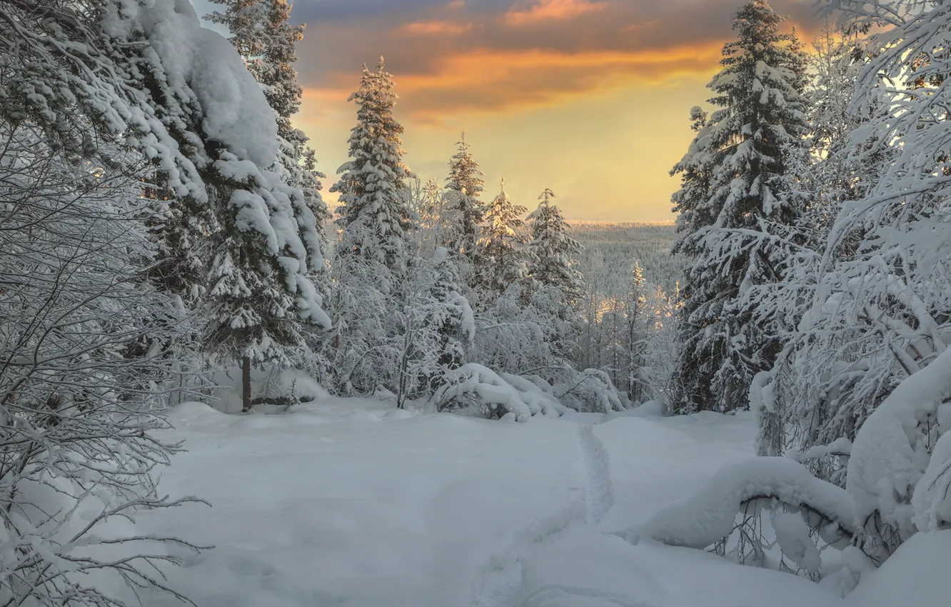 Photo wallpaper winter, snow, trees, landscape, nature, ate, path, The Kola Peninsula