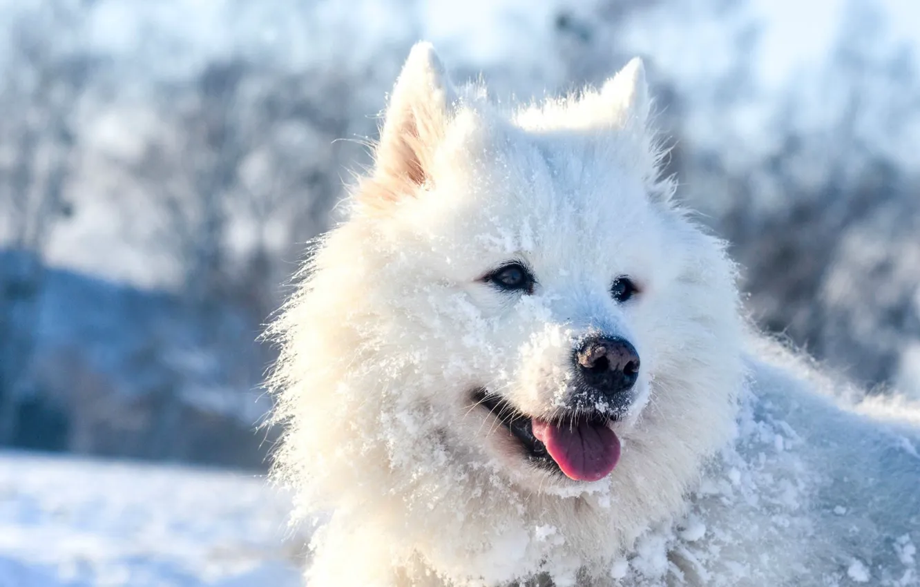 Photo wallpaper winter, look, snow, nature, pose, dog, face
