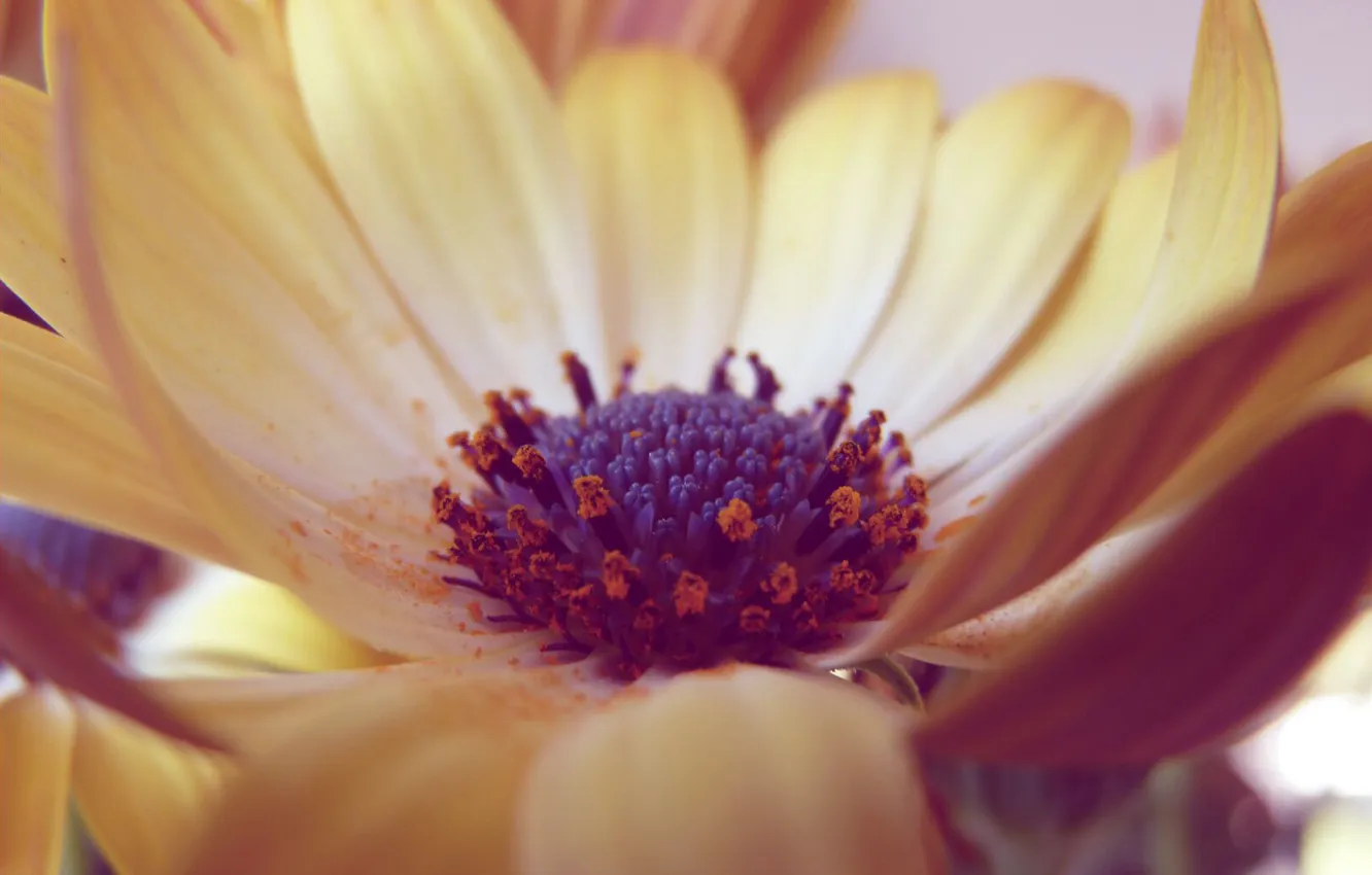 Photo wallpaper flower, color, macro, petals, blur, stamens, middle