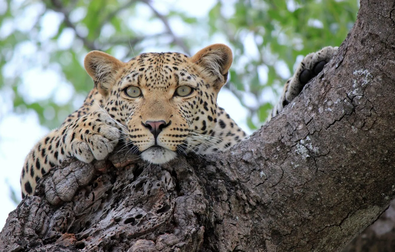 Photo wallpaper look, trees, stay, leopard, leopard, tree, rest, Sight