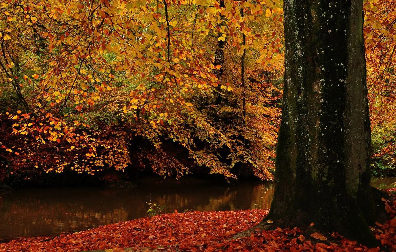 Photo wallpaper autumn, water, nature, tree, foliage, trunk
