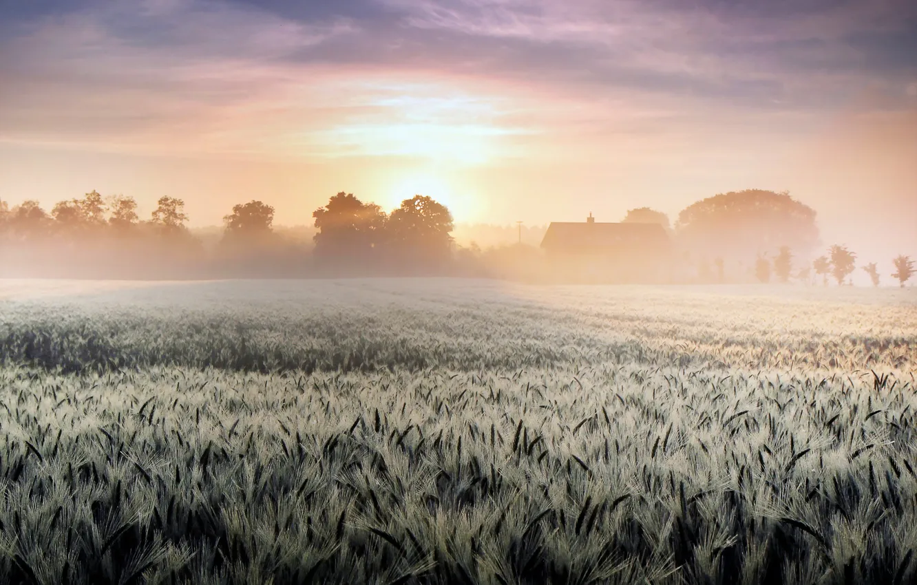 Photo wallpaper field, fog, morning