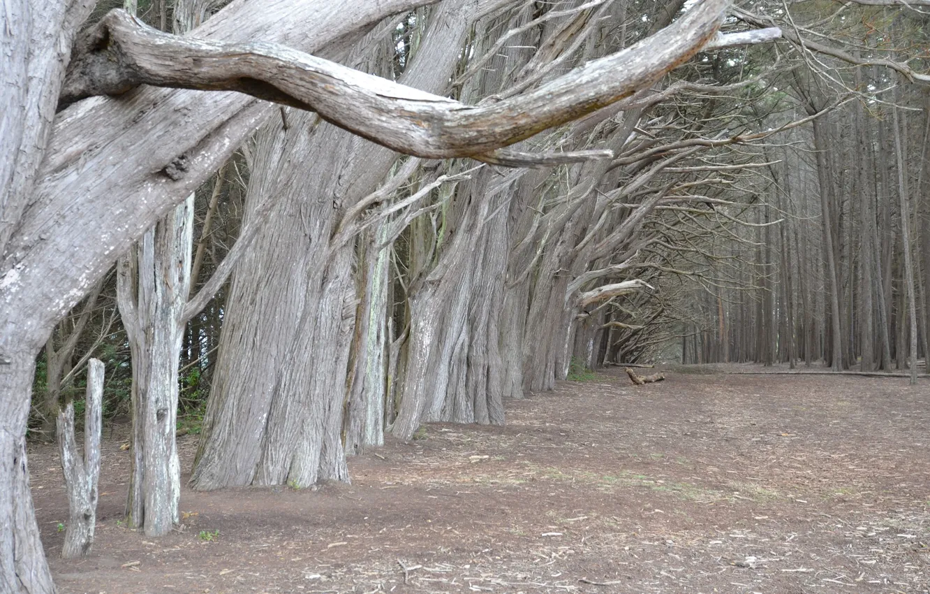 Photo wallpaper road, forest, trees, Park, alley