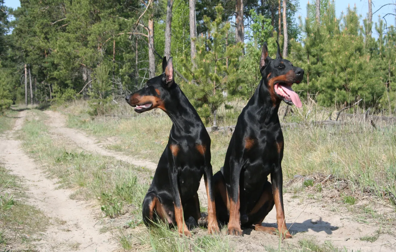 Photo wallpaper forest, brothers, path, Doberman, black and tan