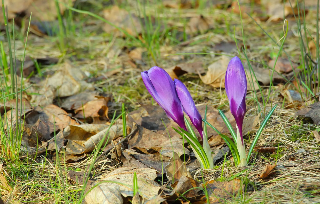 Photo wallpaper flower, spring, Crocus
