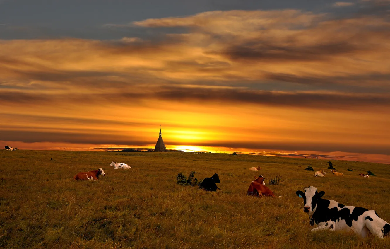 Photo wallpaper sunset, cows, the herd