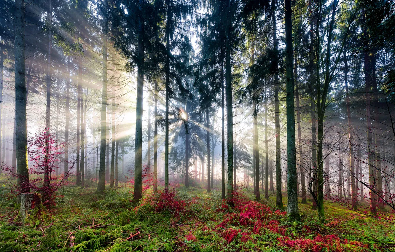 Photo wallpaper forest, the sun, light, trees