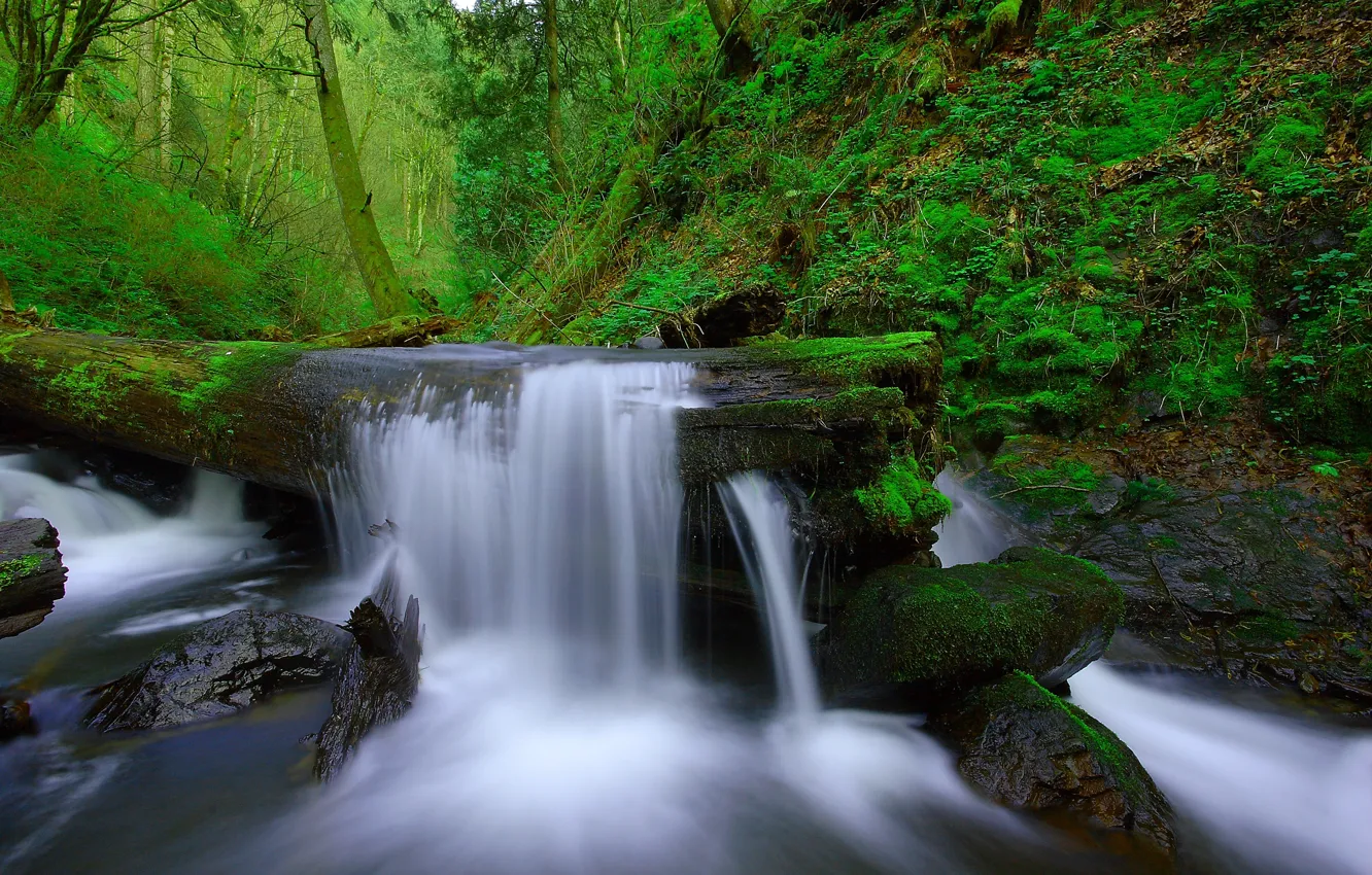 Photo wallpaper forest, trees, river, stones, waterfall, stream