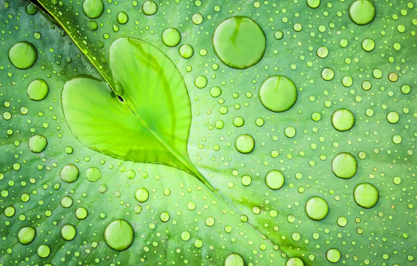 Photo wallpaper water, drops, macro, green, Sheet