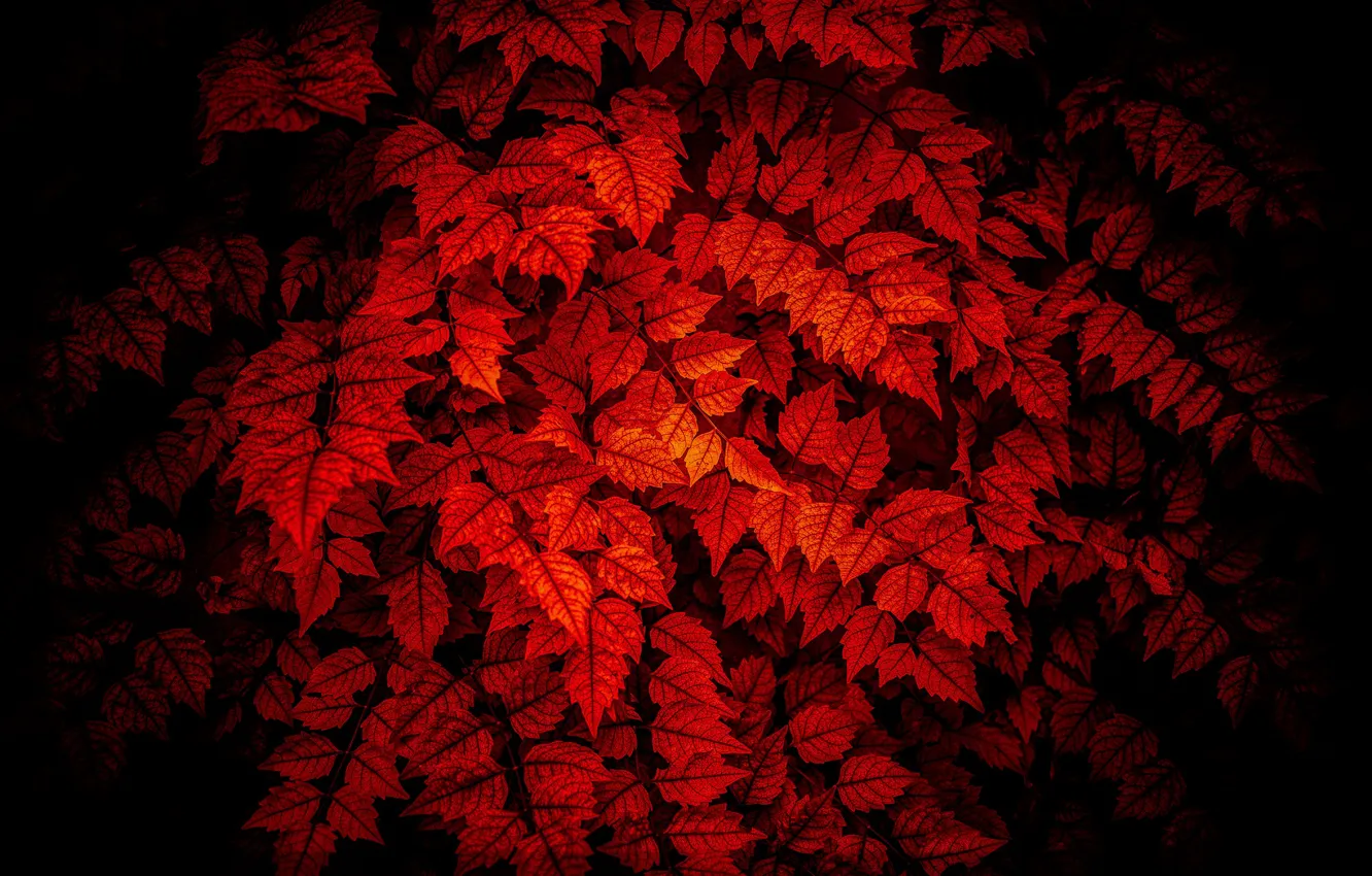 Photo wallpaper leaves, lighting, red on black