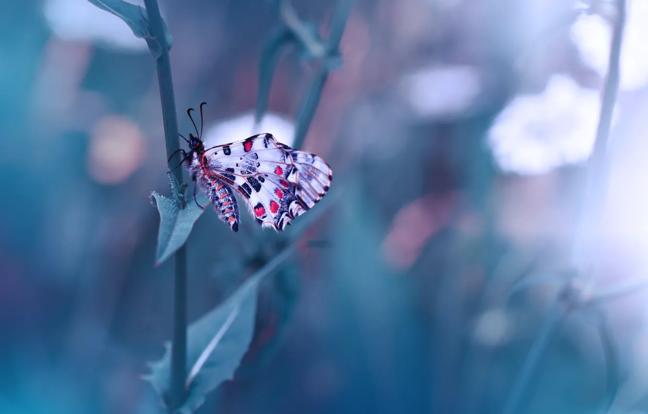 Photo wallpaper macro, nature, stems, butterfly