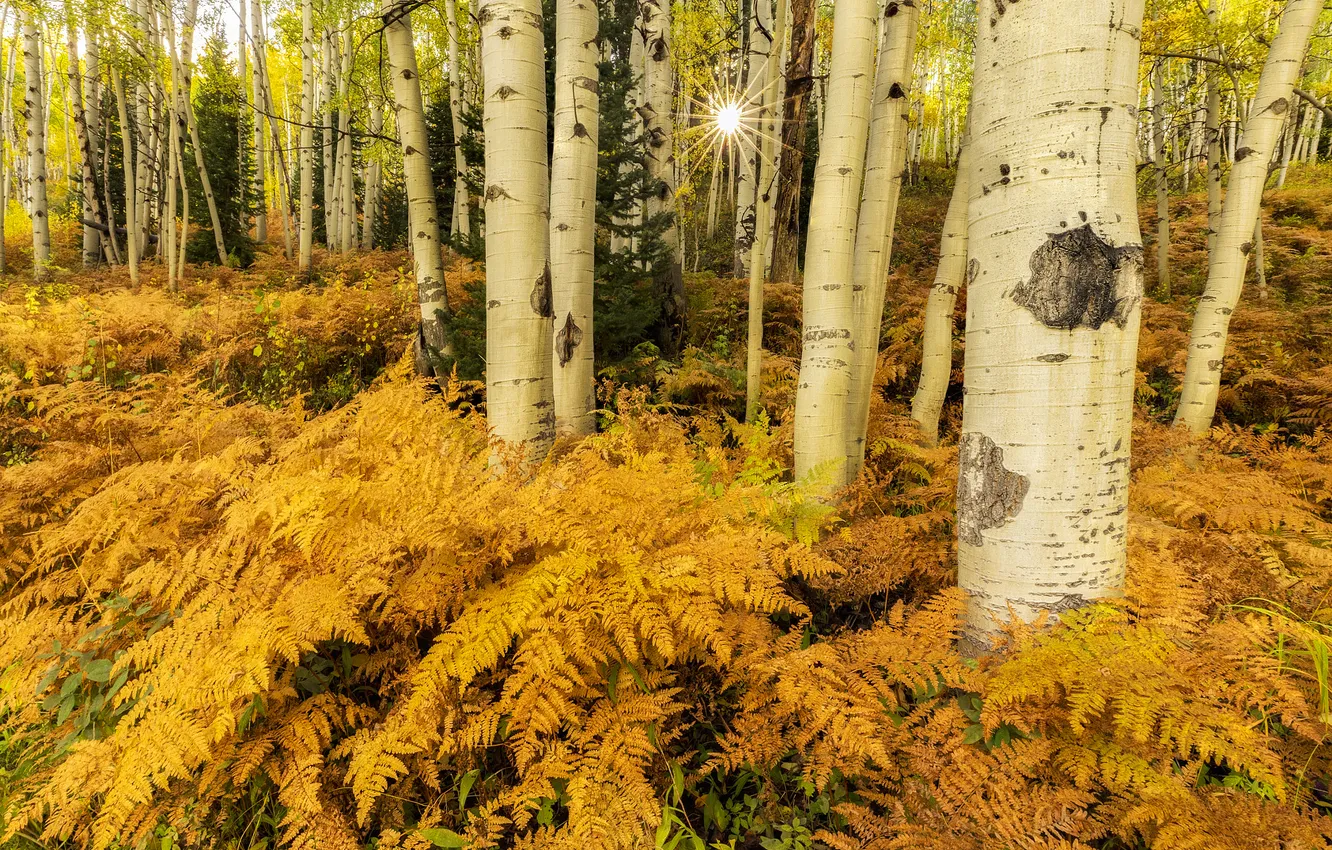 Photo wallpaper autumn, forest, nature, fern