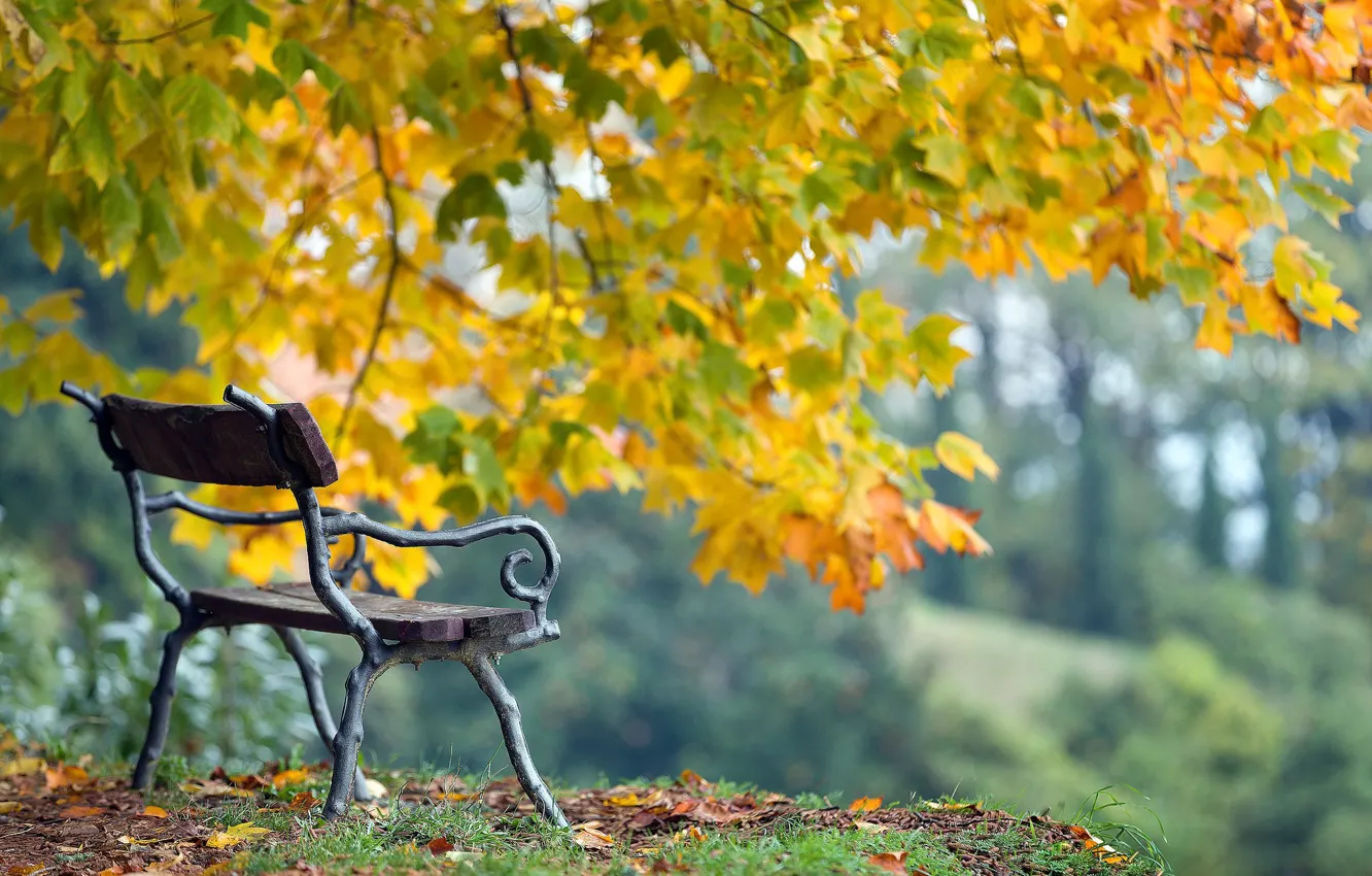 Photo wallpaper autumn, Park, bench