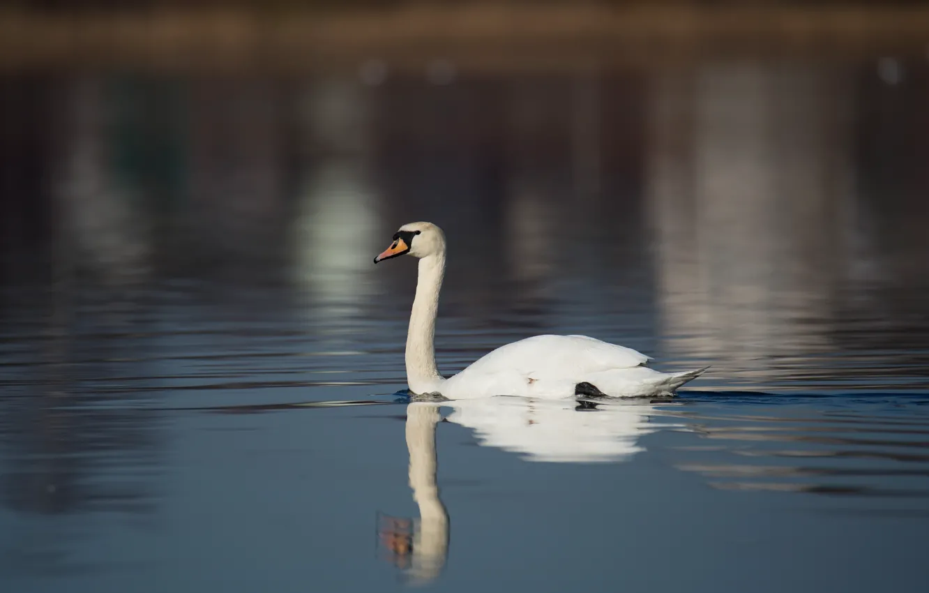 Photo wallpaper lake, reflection, bird, swans