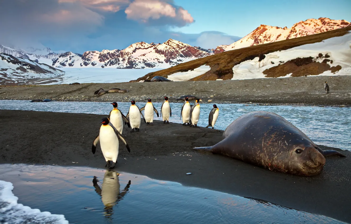 Photo wallpaper water, mountains, penguins, sea lion