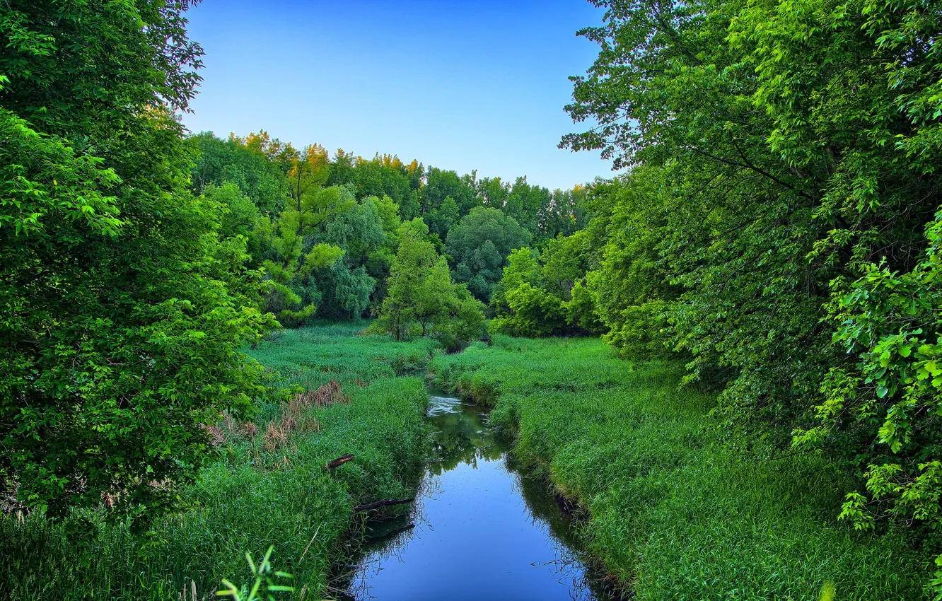 Photo wallpaper forest, the sky, grass, trees, landscape, nature, river, plant