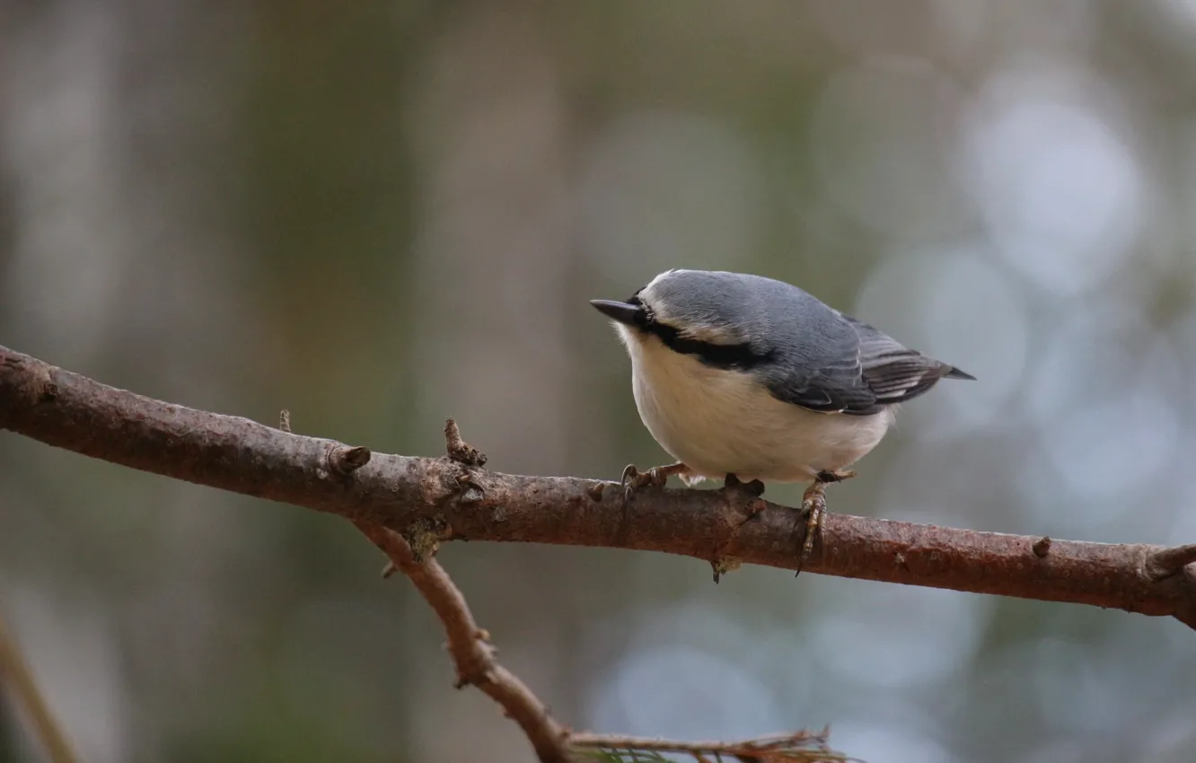 Photo wallpaper autumn, branch, Bird