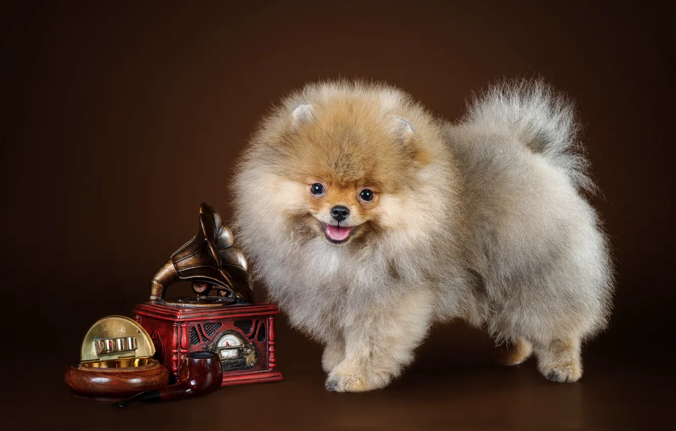 Photo wallpaper sweetheart, puppy, Spitz