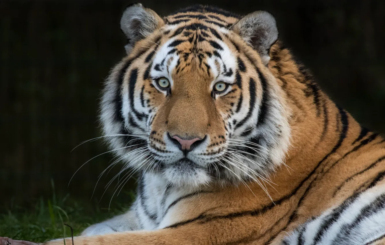 Photo wallpaper tiger, predator, handsome