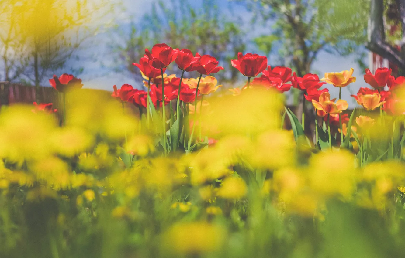 Photo wallpaper flowers, dandelion, spring, tulips