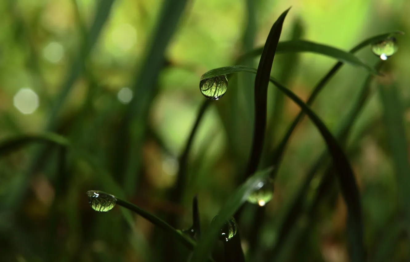 Photo wallpaper grass, drops, macro, Rosa