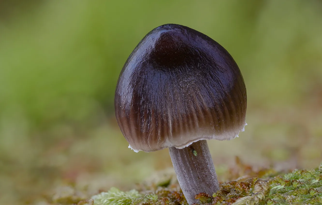 Photo wallpaper mushrooms, dampness, Beat Buetikofer